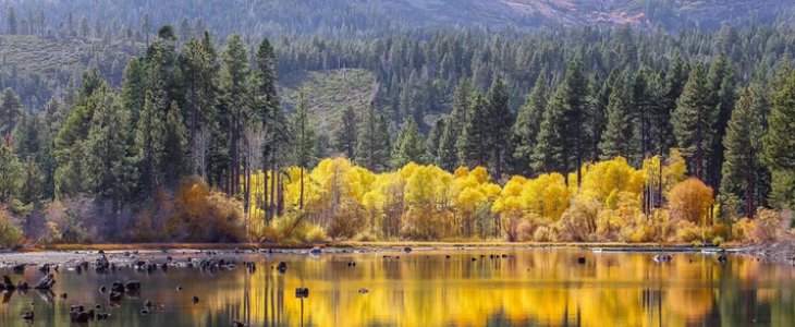 yellow and green trees next to a lake
